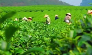 2021年貴州石阡苔茶春茶價(jià)格是多少？